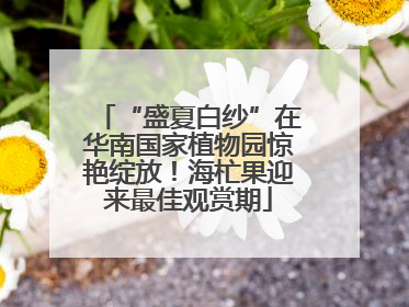 “盛夏白纱”在华南国家植物园惊艳绽放！海杧果迎来最佳观赏期