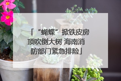 “蝴蝶”掀铁皮房顶吹倒大树 海南消防部门紧急排险