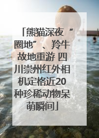熊猫深夜“圈地”、羚牛故地重游 四川崇州红外相机定格近20种珍稀动物呆萌瞬间