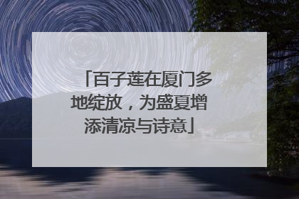 百子莲在厦门多地绽放，为盛夏增添清凉与诗意