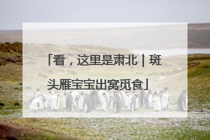 看，这里是肃北｜斑头雁宝宝出窝觅食