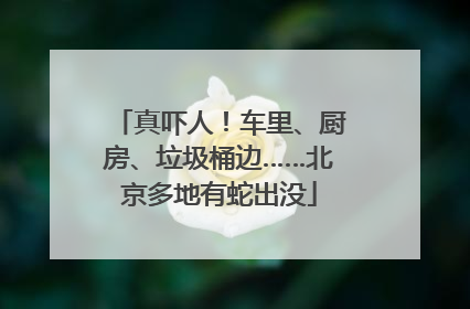 真吓人！车里、厨房、垃圾桶边……北京多地有蛇出没