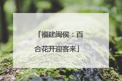 福建闽侯：百合花开迎客来