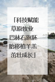 科技赋能草原牧业 巴林右旗胚胎移植羊羔茁壮成长