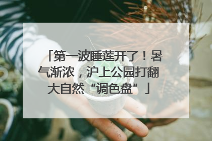 第一波睡莲开了！暑气渐浓，沪上公园打翻大自然“调色盘”