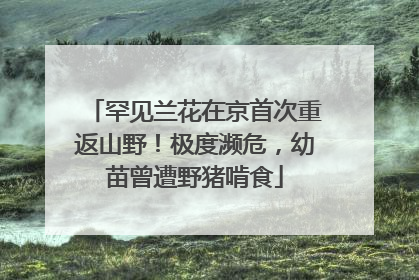 罕见兰花在京首次重返山野！极度濒危，幼苗曾遭野猪啃食