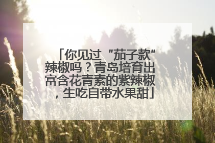 你见过“茄子款”辣椒吗？青岛培育出富含花青素的紫辣椒，生吃自带水果甜