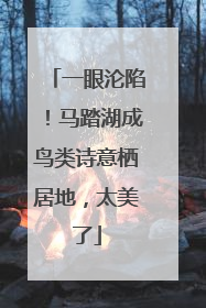 一眼沦陷！马踏湖成鸟类诗意栖居地，太美了