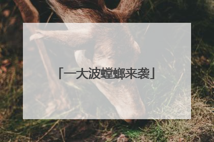一大波螳螂来袭
