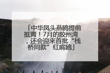 中华凤头燕鸥提前抵青！7月的胶州湾，还会迎来首批“栈桥同款”红嘴鸥