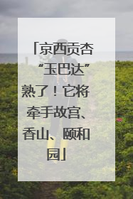 京西贡杏“玉巴达”熟了！它将牵手故宫、香山、颐和园