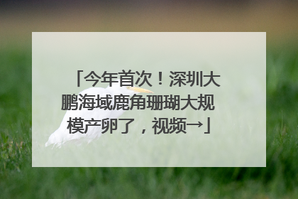 今年首次！深圳大鹏海域鹿角珊瑚大规模产卵了，视频→