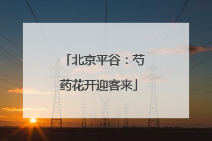 北京平谷：芍药花开迎客来