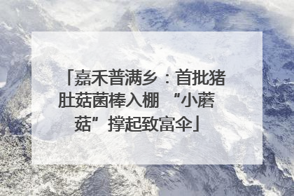 嘉禾普满乡：首批猪肚菇菌棒入棚 “小蘑菇”撑起致富伞