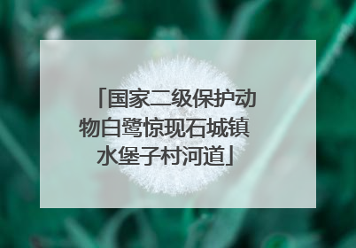 国家二级保护动物白鹭惊现石城镇水堡子村河道