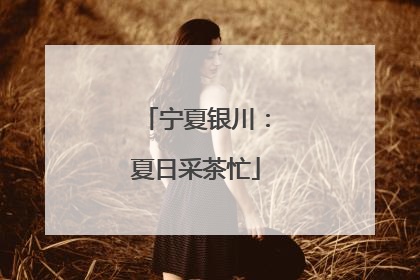宁夏银川：夏日采茶忙