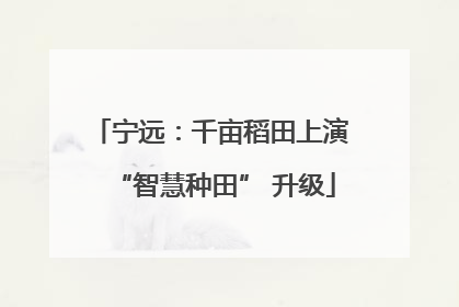 宁远：千亩稻田上演 “智慧种田” 升级