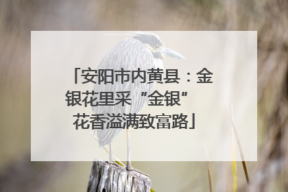 安阳市内黄县：金银花里采“金银” 花香溢满致富路