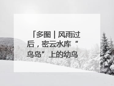 多图｜风雨过后，密云水库“鸟岛”上的幼鸟还好吗？