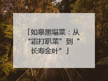 如皋黑塌菜：从“霜打趴菜”到“长寿金叶”