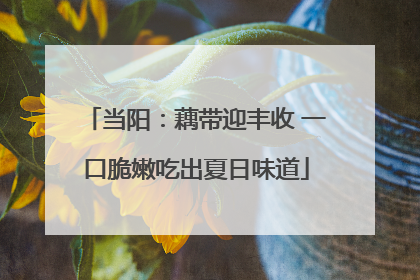 当阳：藕带迎丰收 一口脆嫩吃出夏日味道