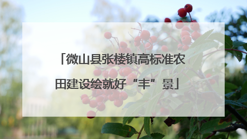 微山县张楼镇高标准农田建设绘就好“丰”景