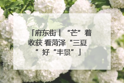 府东街丨“芒”着收获 看菏泽“三夏”好“丰景”