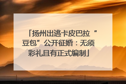 扬州出逃卡皮巴拉“豆包”公开征婚：无须彩礼且有正式编制