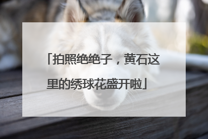 拍照绝绝子，黄石这里的绣球花盛开啦