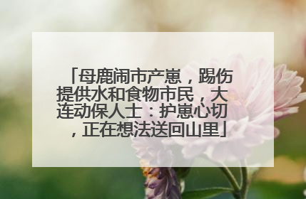 母鹿闹市产崽，踢伤提供水和食物市民，大连动保人士：护崽心切，正在想法送回山里