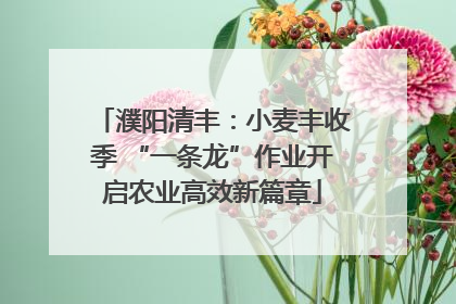濮阳清丰：小麦丰收季 “一条龙”作业开启农业高效新篇章