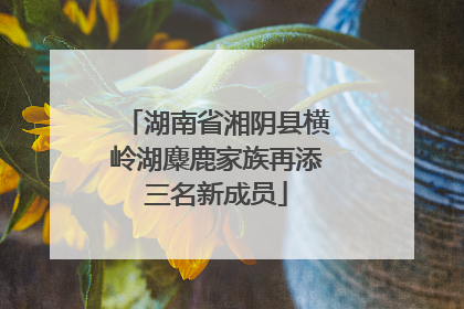 湖南省湘阴县横岭湖麋鹿家族再添三名新成员