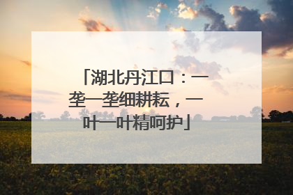 湖北丹江口：一垄一垄细耕耘，一叶一叶精呵护