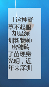 这种野草不起眼 却是深圳新物种 密穗砖子苗现身光明，近年来深圳物种名录不断刷新