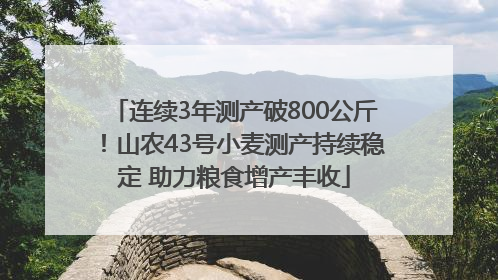 连续3年测产破800公斤！山农43号小麦测产持续稳定 助力粮食增产丰收