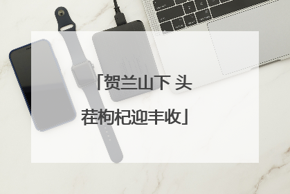贺兰山下 头茬枸杞迎丰收