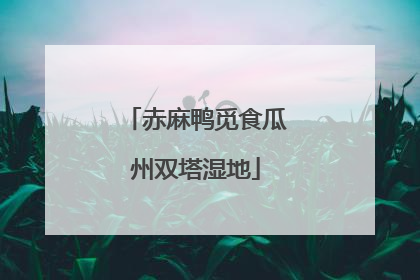 赤麻鸭觅食瓜州双塔湿地