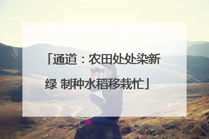 通道：农田处处染新绿 制种水稻移栽忙