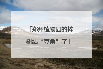 郑州植物园的梓树结“豆角”了