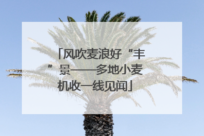 风吹麦浪好“丰”景——多地小麦机收一线见闻