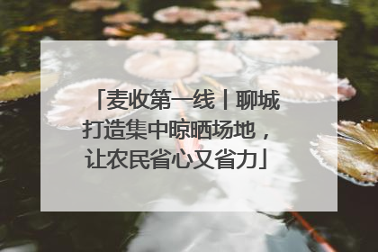 麦收第一线丨聊城打造集中晾晒场地，让农民省心又省力