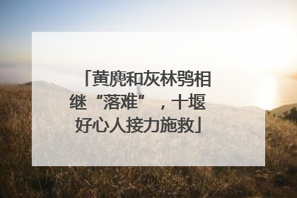 黄麂和灰林鸮相继“落难”，十堰好心人接力施救