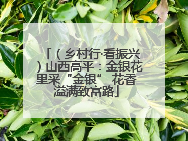 （乡村行·看振兴）山西高平：金银花里采“金银” 花香溢满致富路