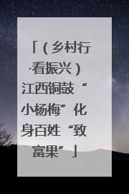 （乡村行·看振兴）江西铜鼓“小杨梅”化身百姓“致富果”