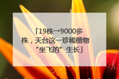 19株→9000多株，天台这一珍稀植物“坐飞的”生长