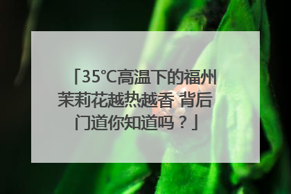 35℃高温下的福州茉莉花越热越香 背后门道你知道吗？